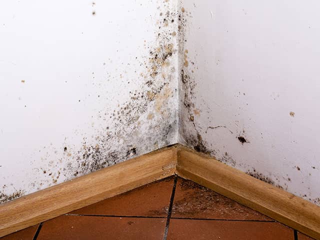 Mold in House