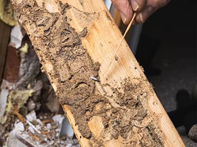 Termite Damage