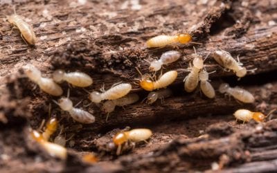 4 Tips to Prevent Termites in the Home